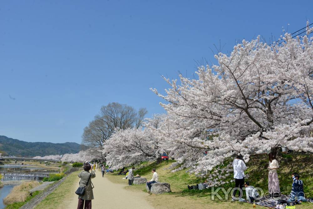 桜が続く鴨川遊歩道