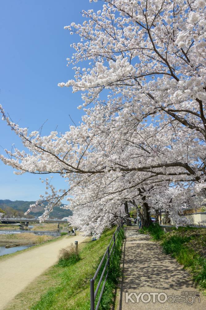 鴨川岸の春