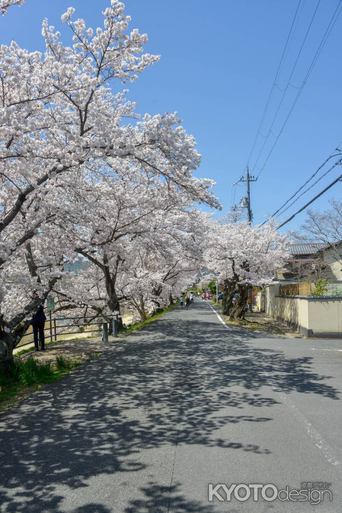 青空と桜並木