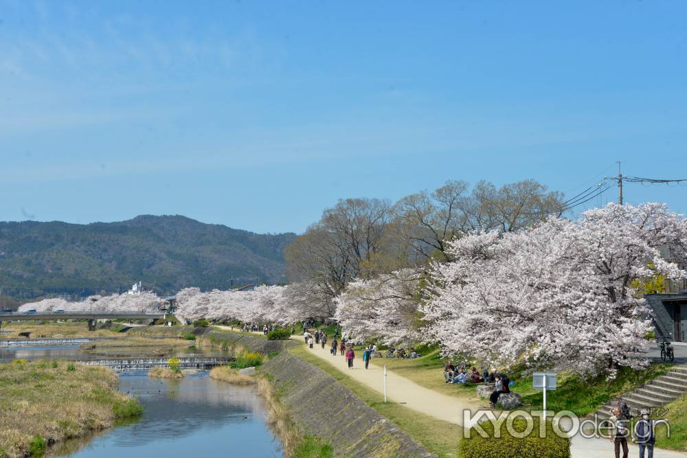 鴨川春景色