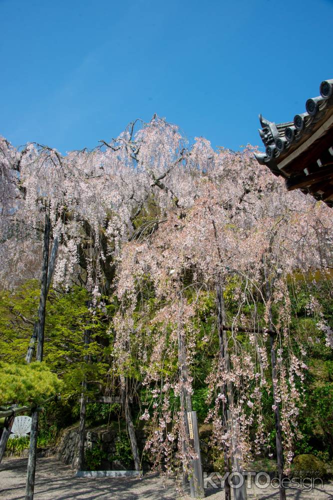 桂昌院しだれ桜