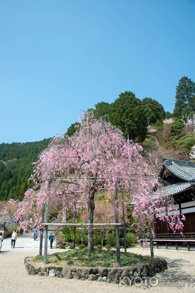 春空に