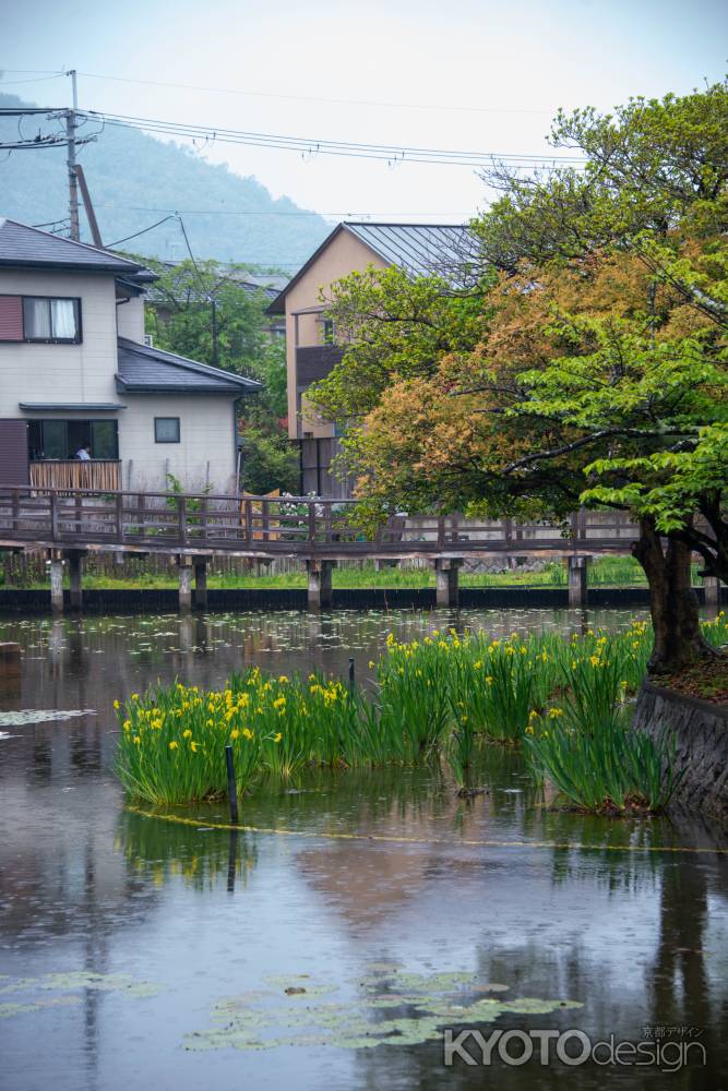 初夏の水面