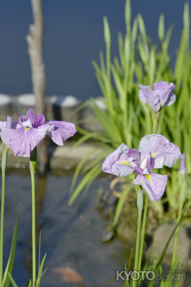 花菖蒲いよいよ