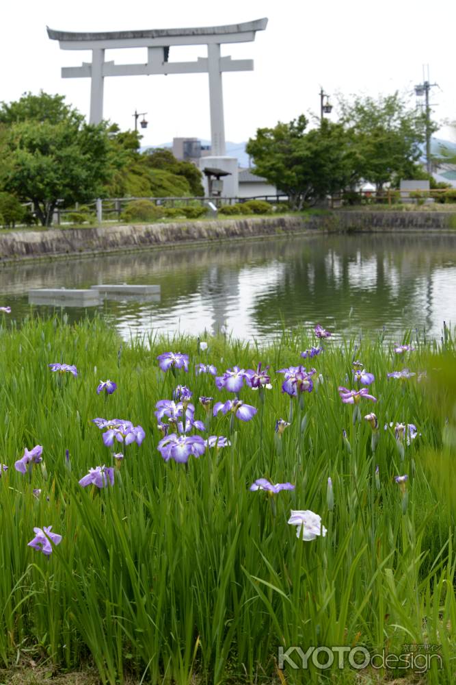 水面の彩り