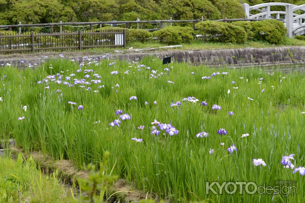 六月の彩り