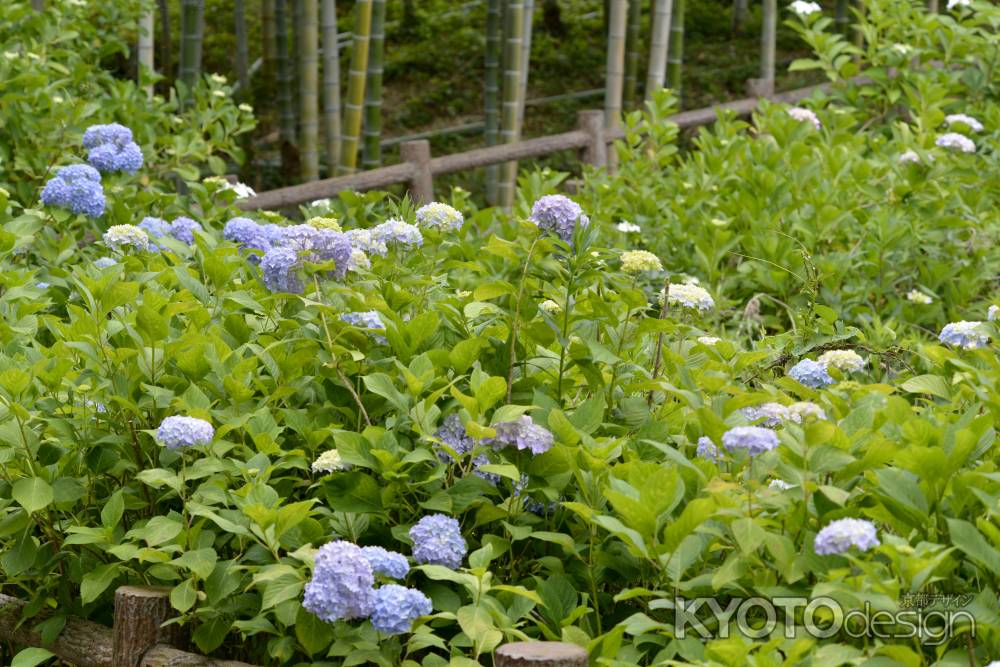 紫陽花の横顔