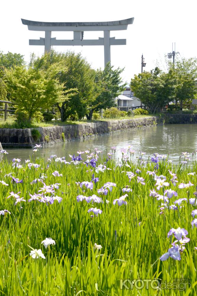 鳥居と花菖蒲