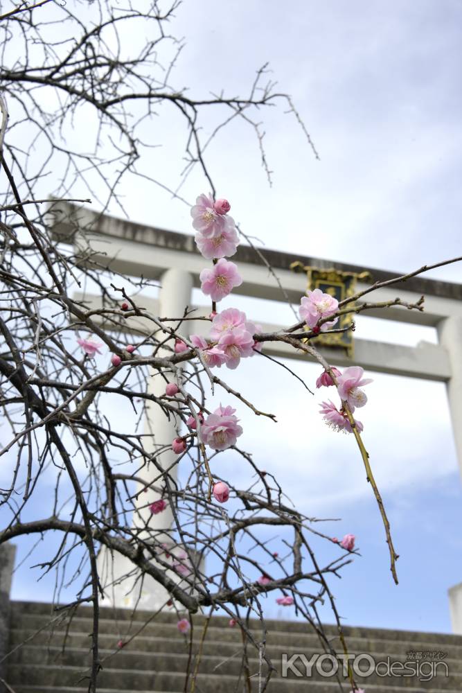 鳥居をバックに