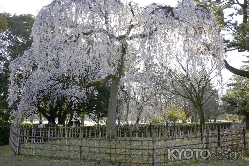 京都御苑の桜