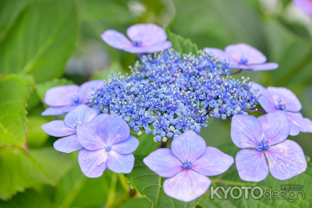 彩・紫陽花