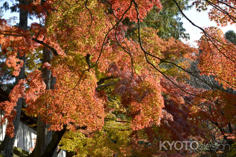 東福寺　朱に染まる