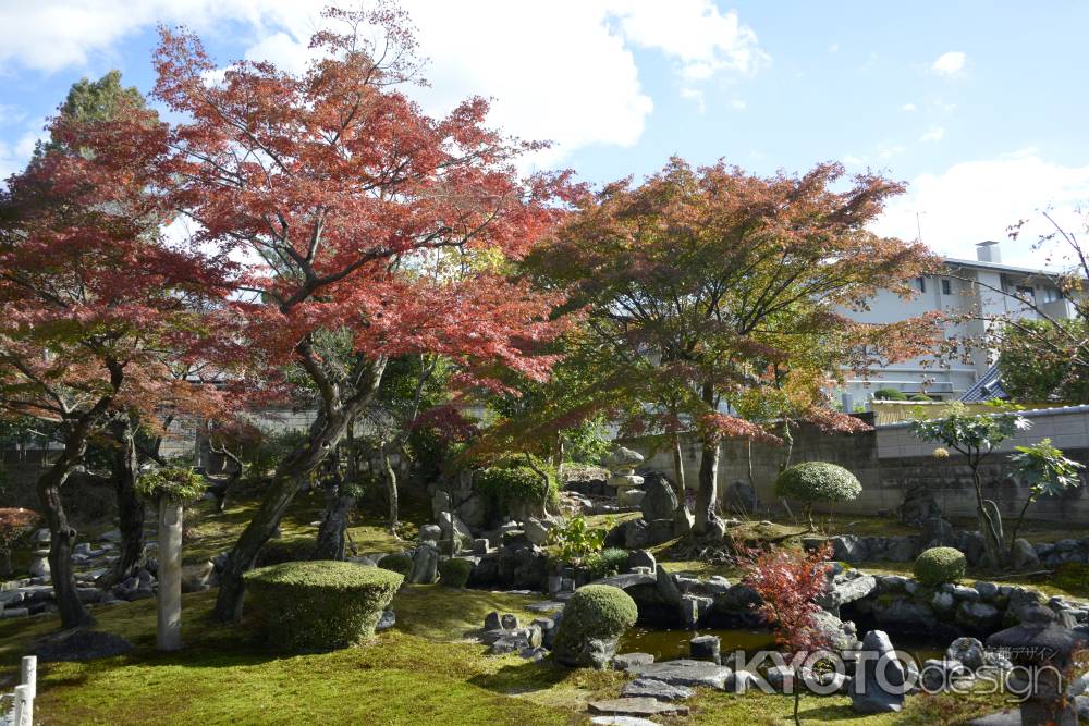 秋の盛光院庭園