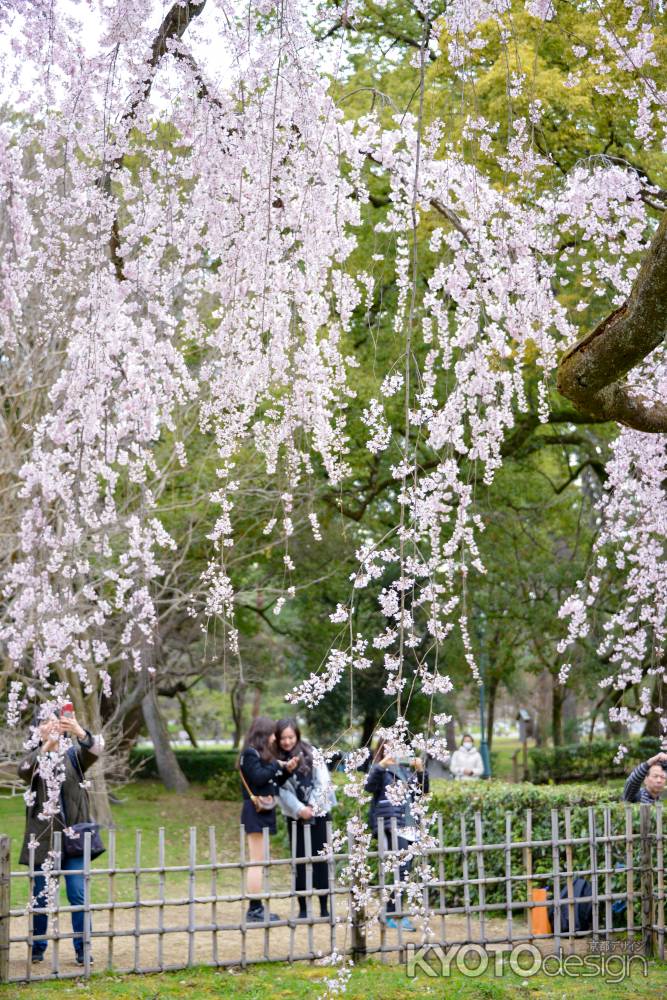 出水の桜