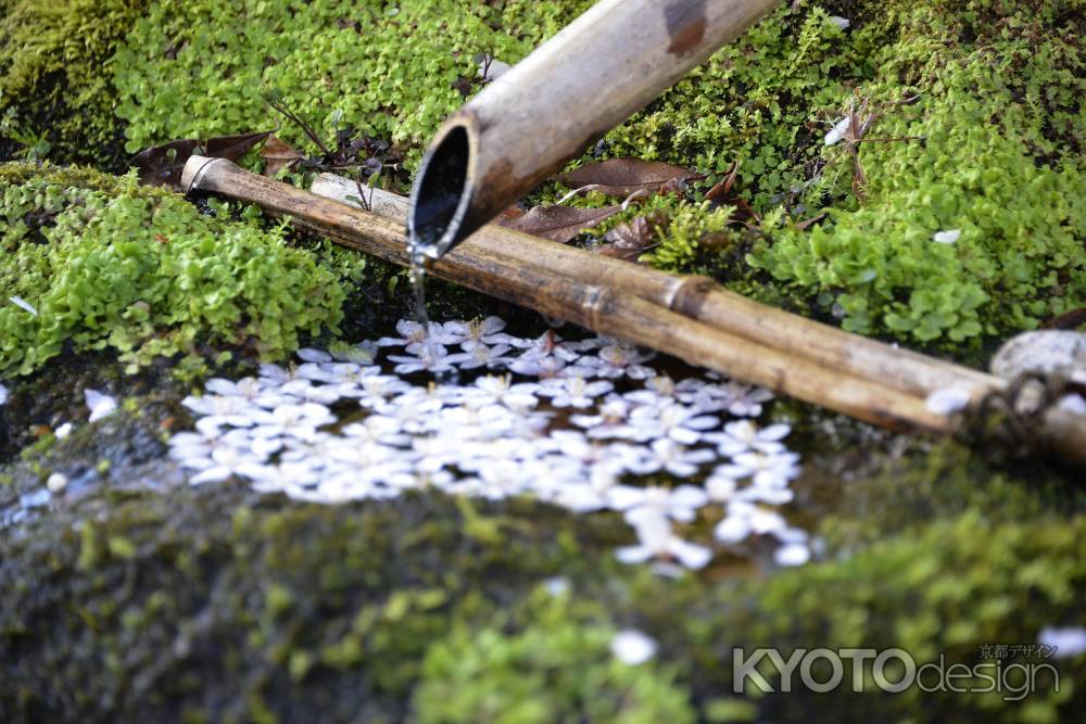 水に浮かぶ春