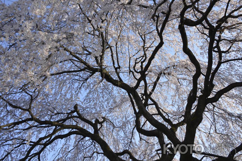 桜空をあおぐ