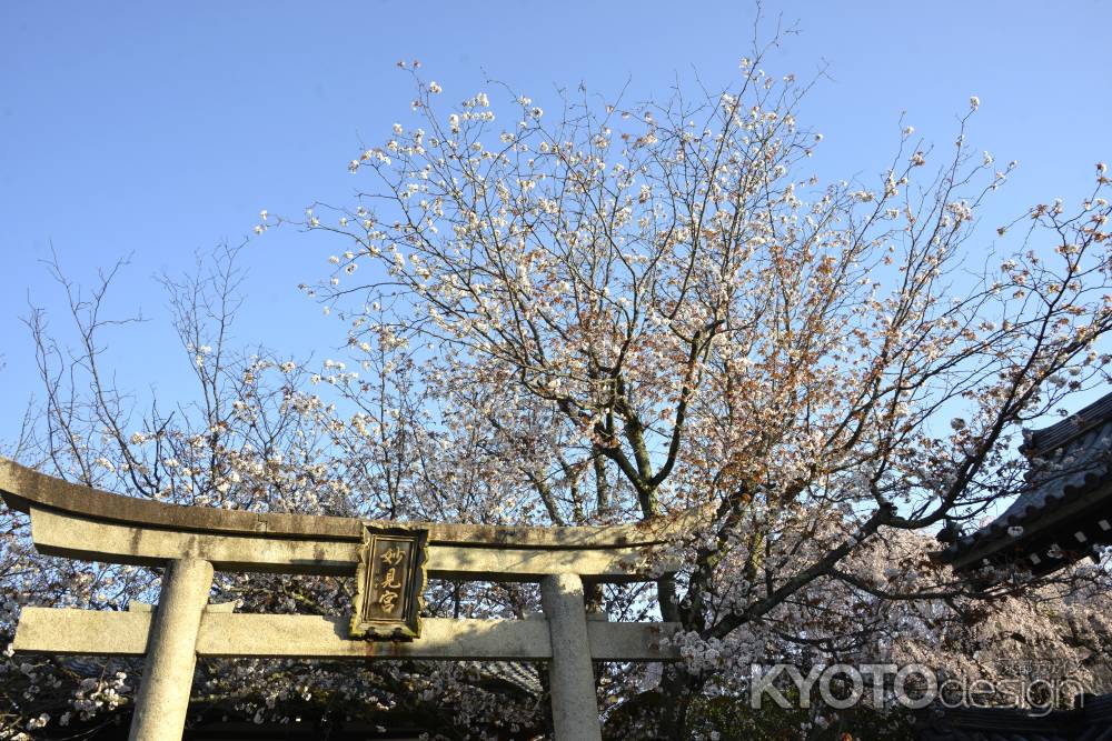 鳥居とサクラ