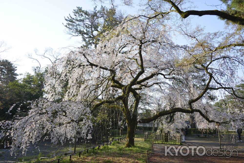 御苑　近衛邸桜