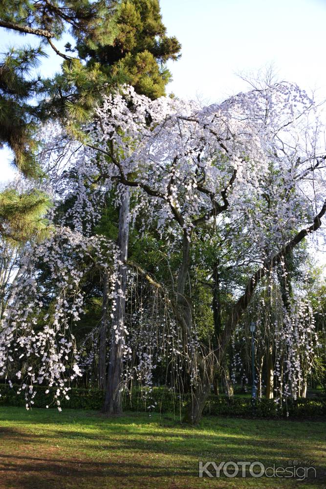 勇壮なる桜姿