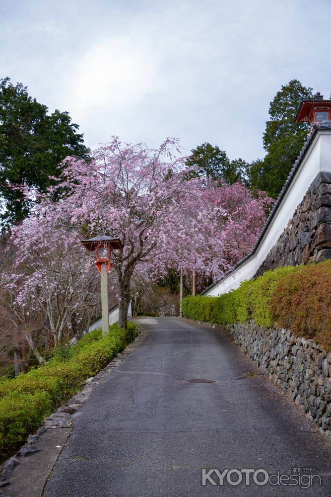 桜の路