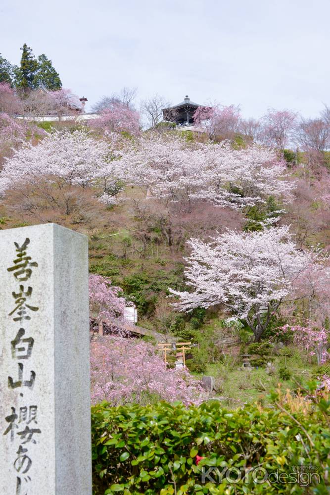 桜山