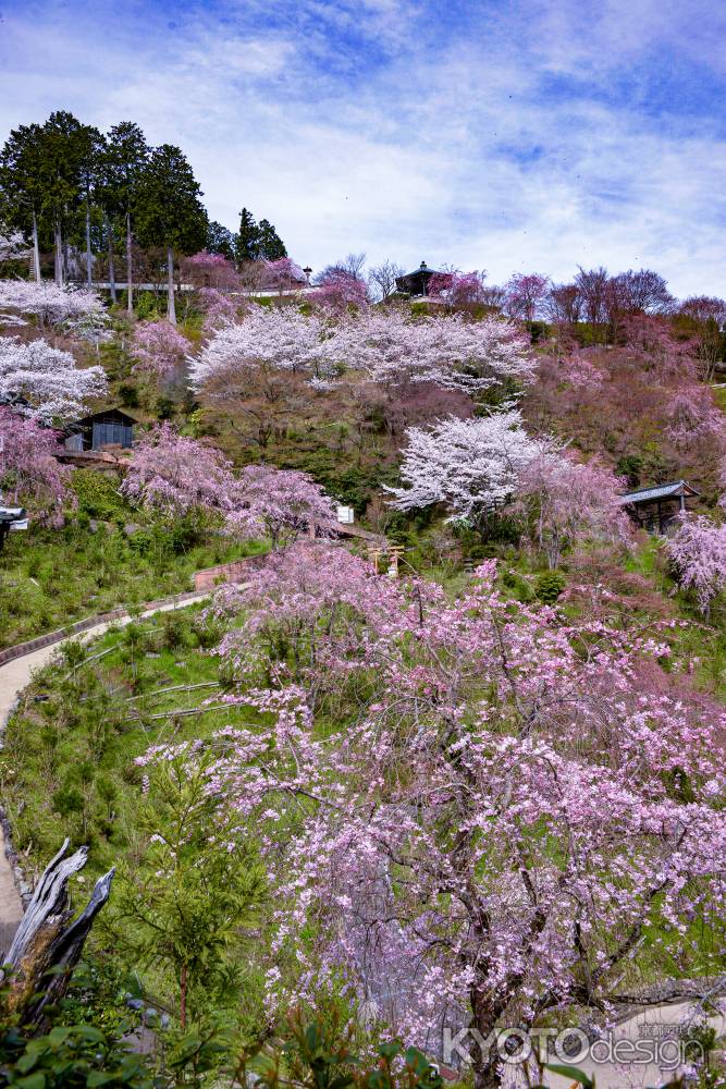 輝く春景色