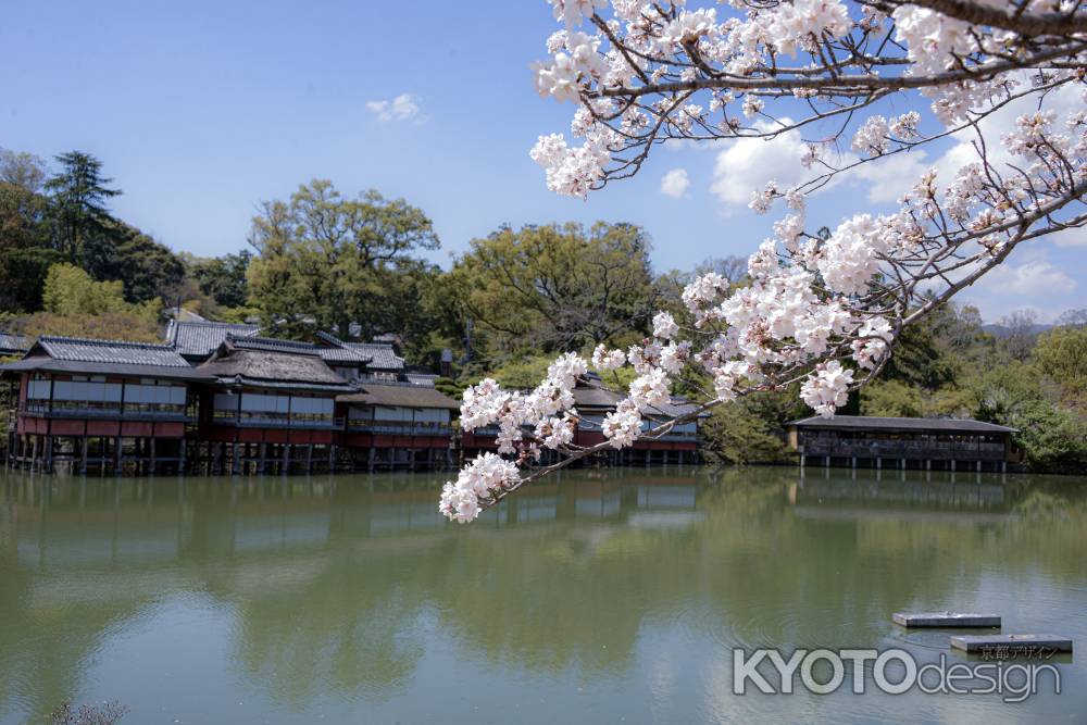 桜の八条が池