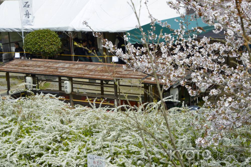 雪柳と桜あふれる舟乗り場