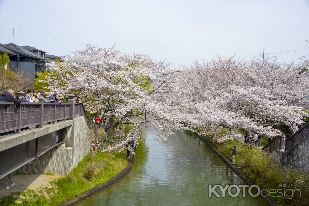 伏見であい橋の桜