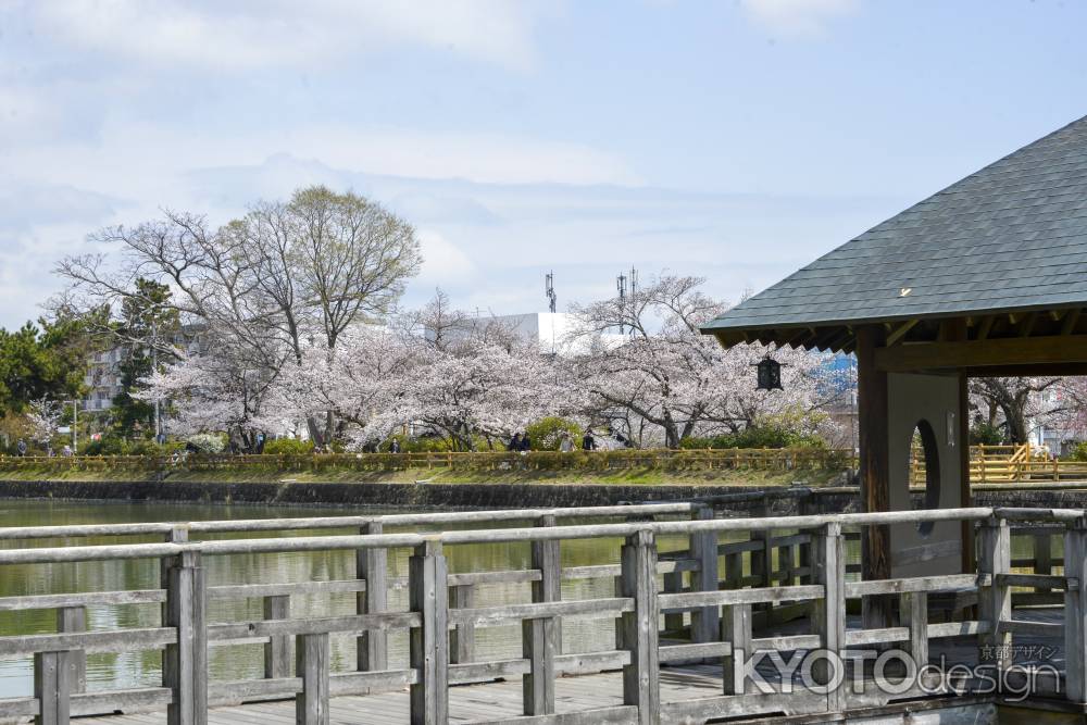 桜並木を望む