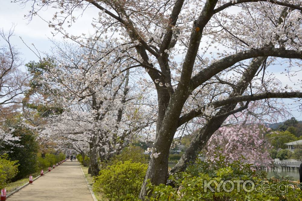 桜と花灯籠