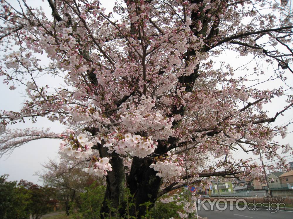 長岡天満宮の桜