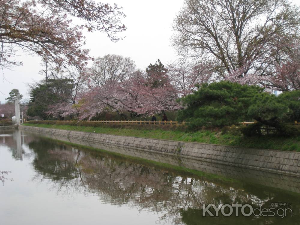 長岡天満宮の桜