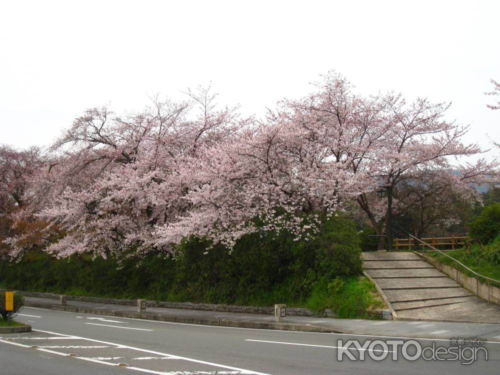 道沿いの桜並木