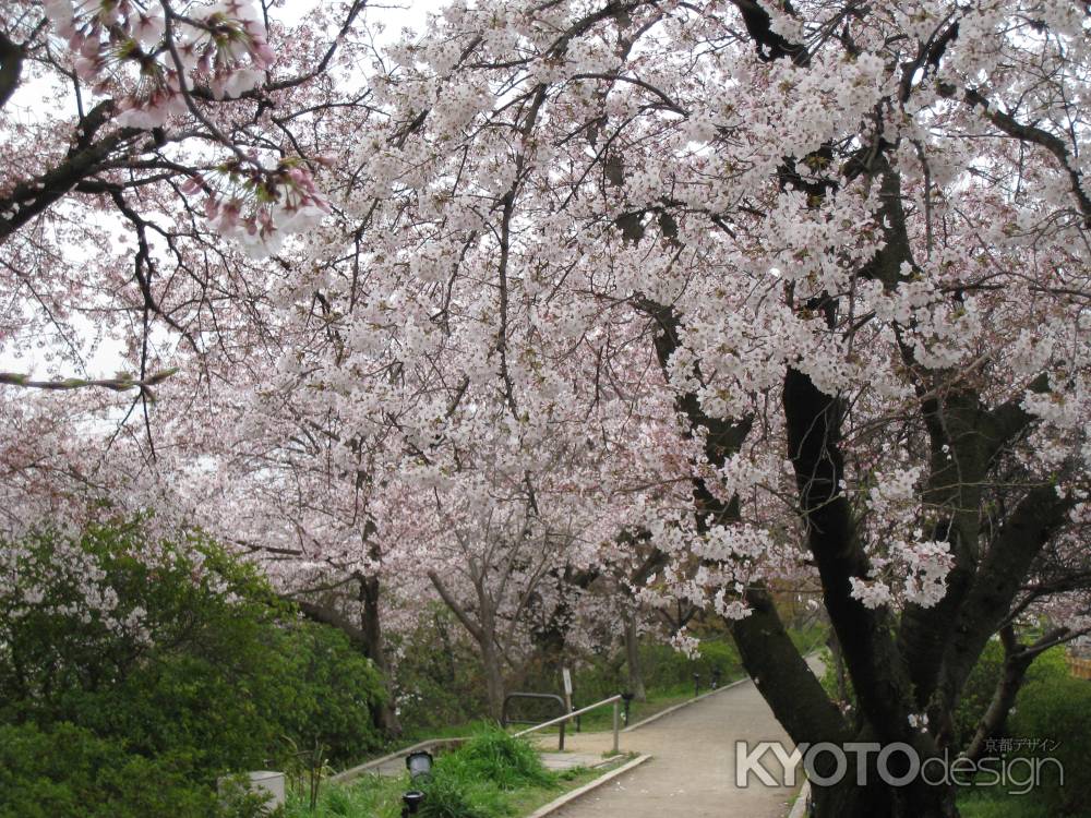 小道と桜