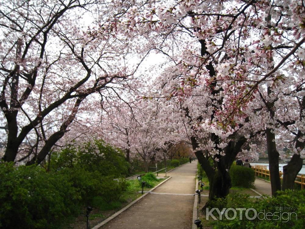 小道と桜