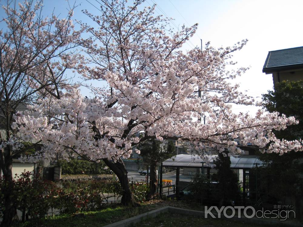 長岡天満宮の桜