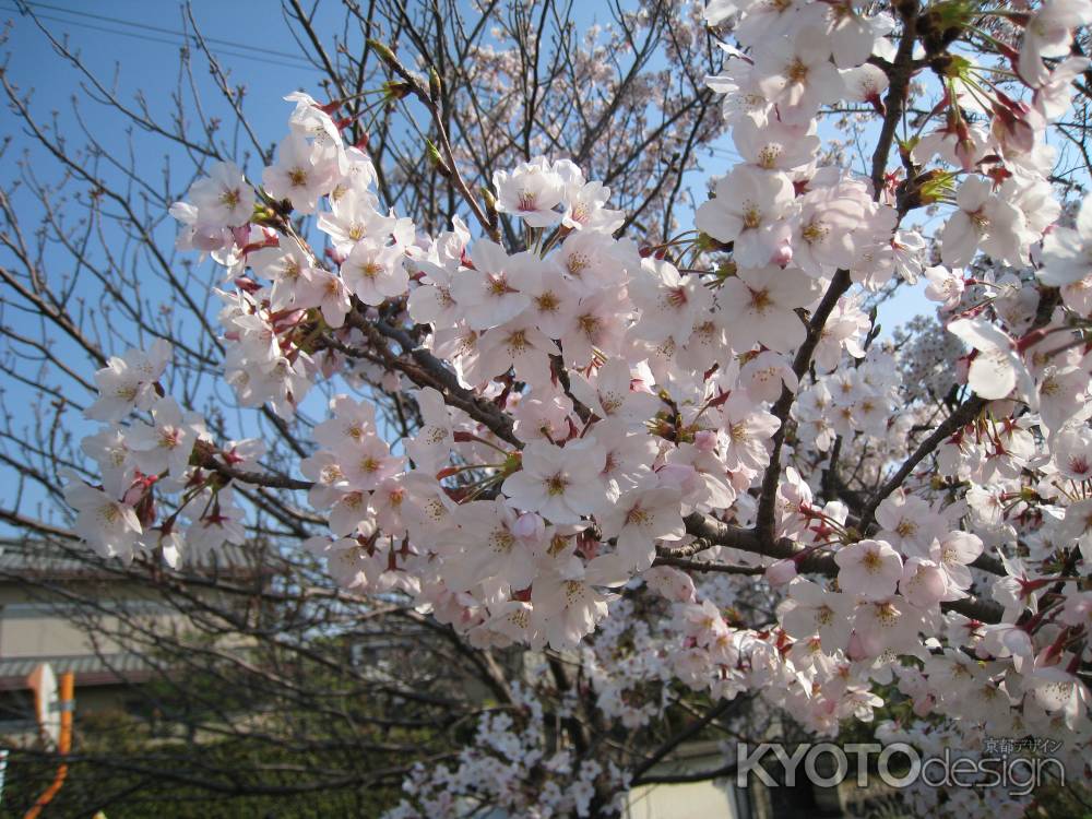 満開の桜の花　長岡天満宮