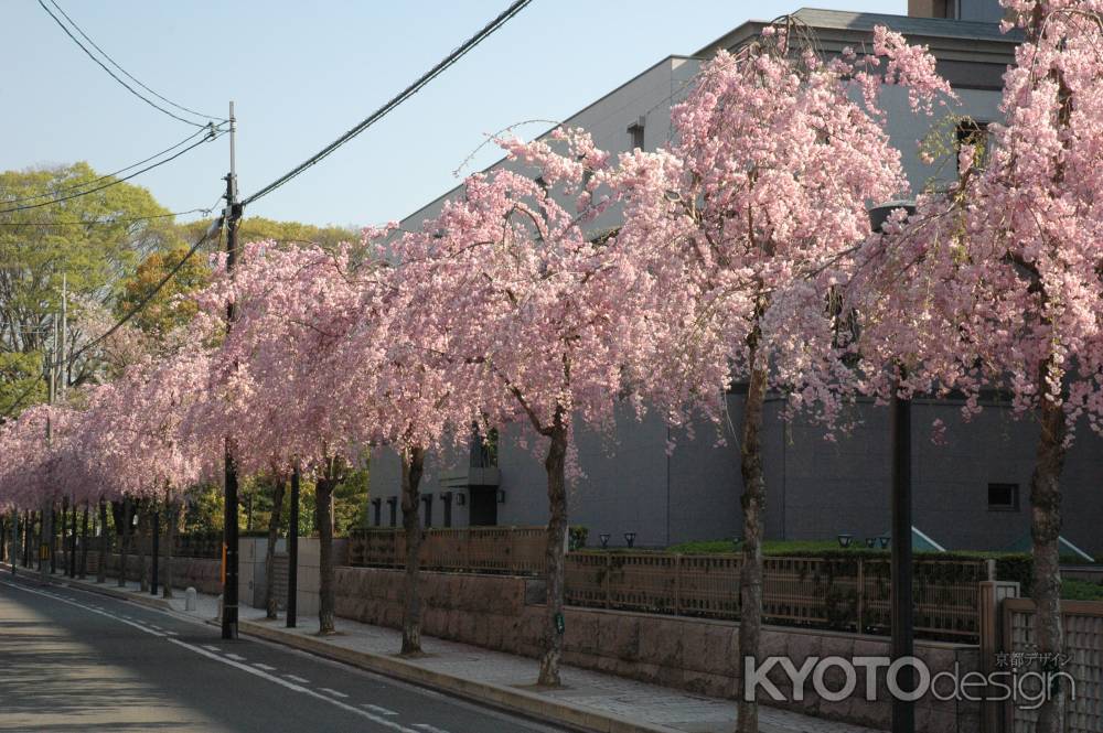 道路沿いの桜