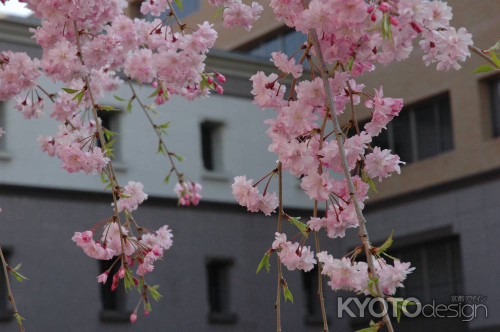 枝垂れ桜の花