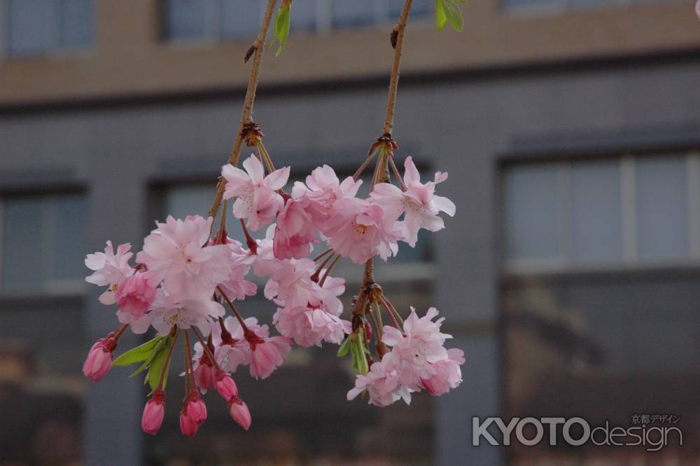 枝垂れ桜の花