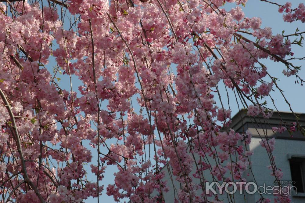 裁判所と桜の花