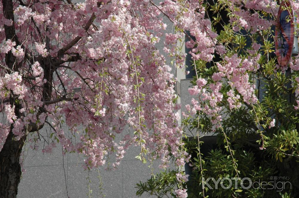 御所の近くの枝垂れ桜