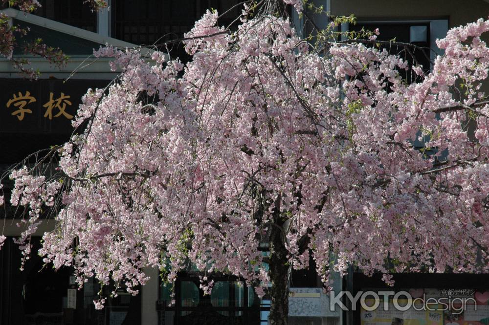 小学校に咲く枝垂れ桜