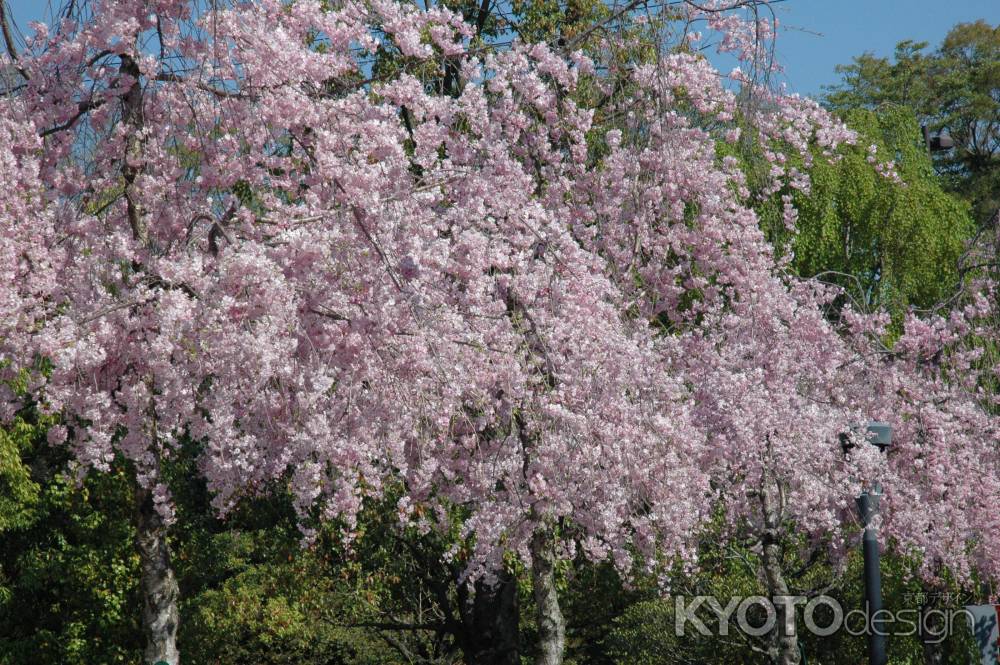 御所の近くの枝垂れ桜