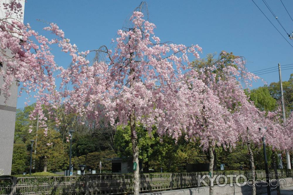 御所の近くの枝垂れ桜