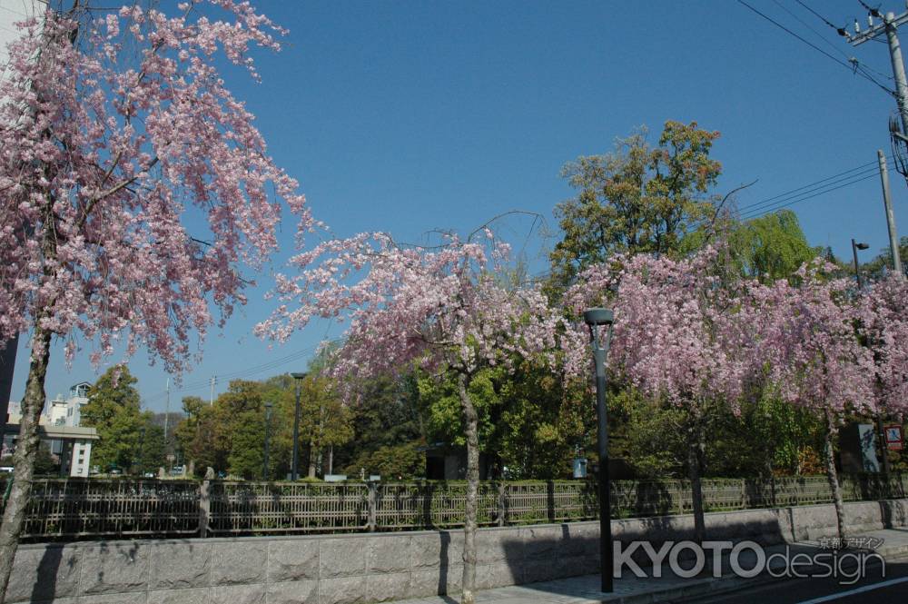 御所の近くの枝垂れ桜