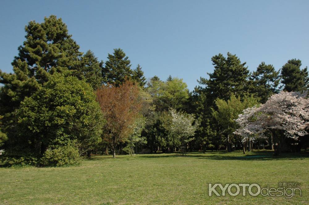 御苑の中　松と桜