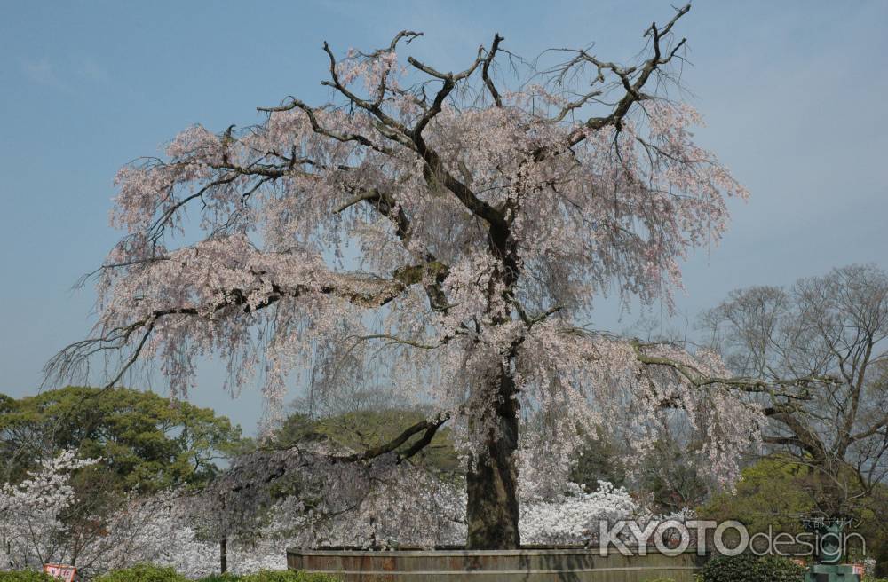 円山公園の枝垂れ桜