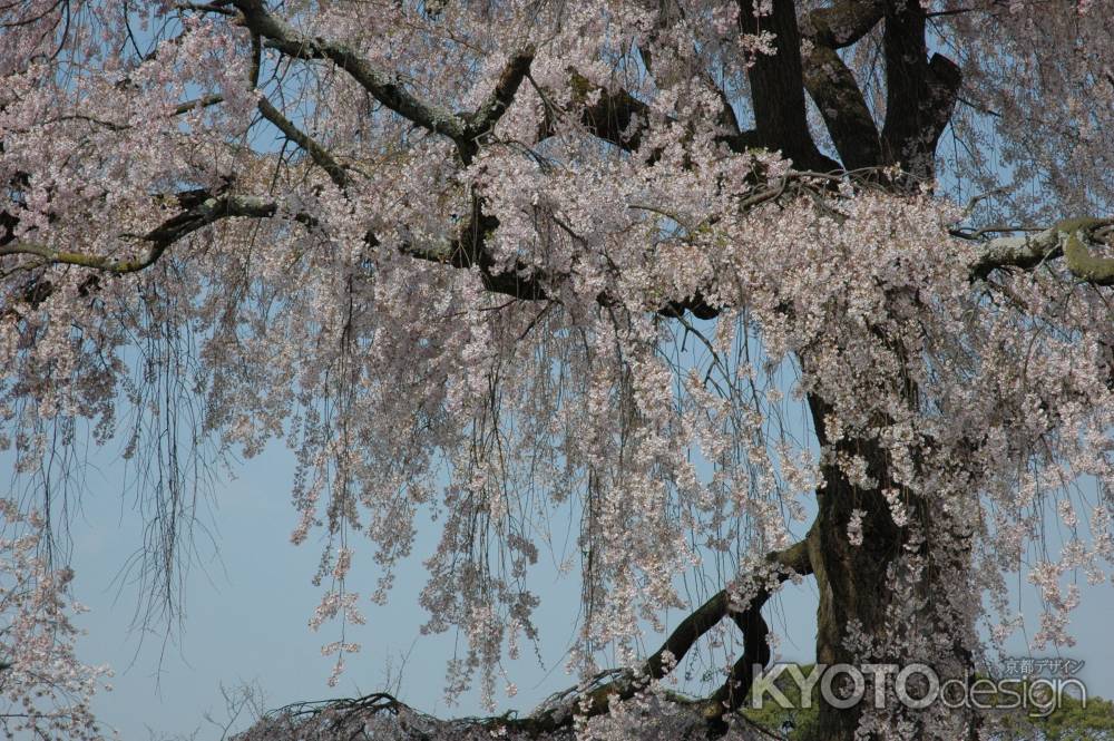 桜咲く円山公園